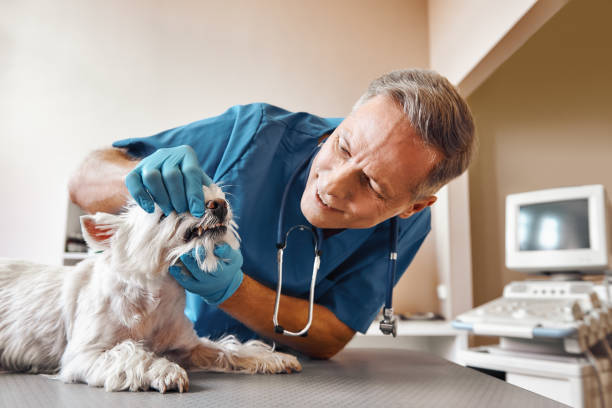 Best Emergency Wisdom Teeth Removal in Lealman, FL