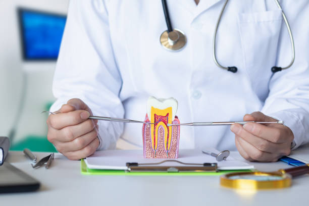 Best Emergency Root Canal Treatment in Lealman, FL